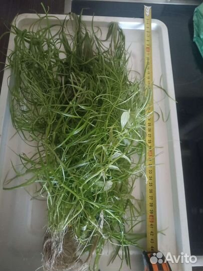 Аквариумные рыбки