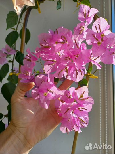 Бугенвиллия