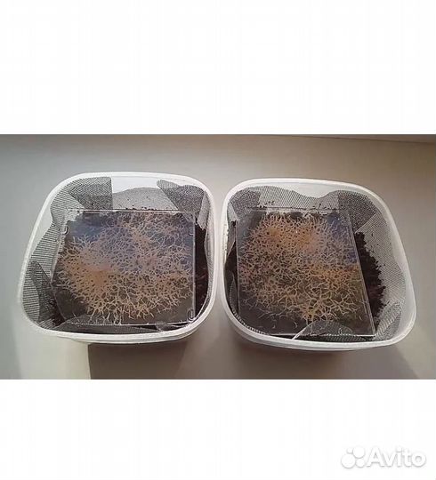 Грендальский червь