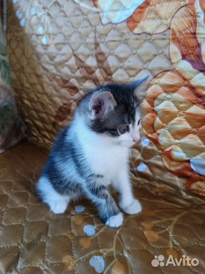 Котёнок (самец)