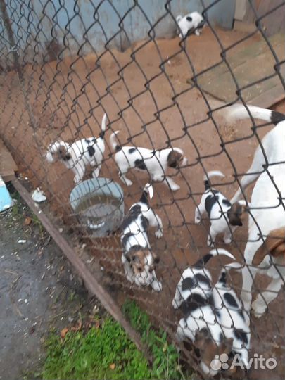 Щенки рпг 1 месяц