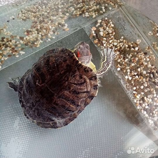 Черепаха с аквариумом