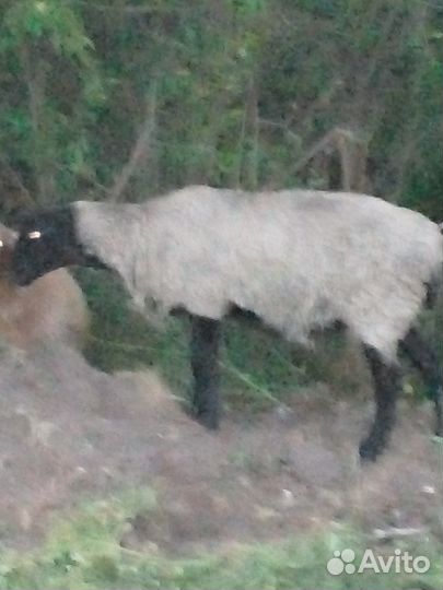 Овечки Гуси