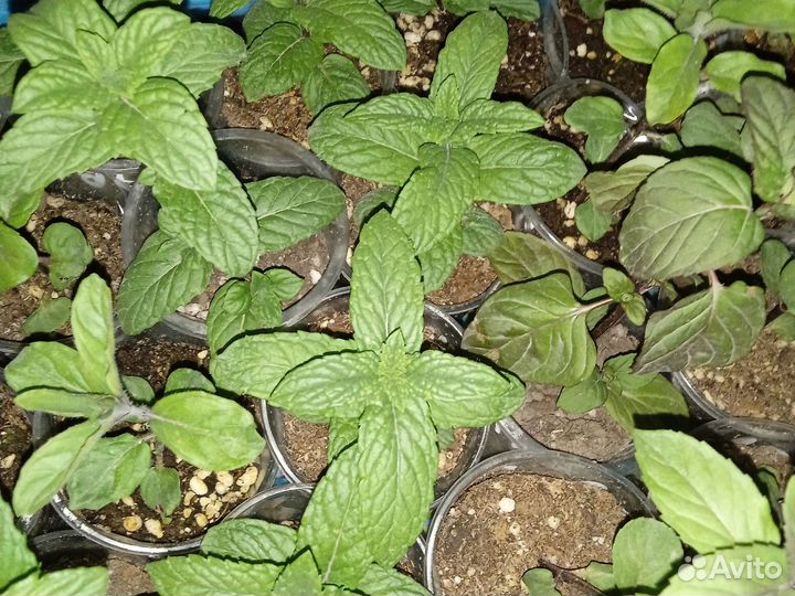 Сортовая мята 44 сорта