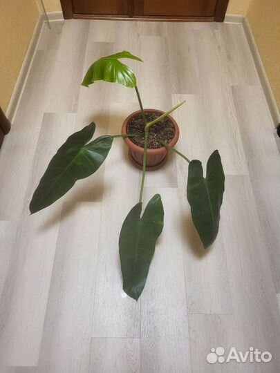 Филодендрон 'Хосе буэно'/Philodendron 'Jose Buono'