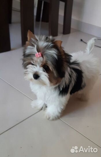 Бивер щенки