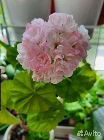 Пеларгония Dovepoint