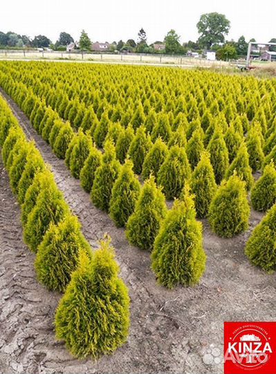 Туя колумна 1,52 м