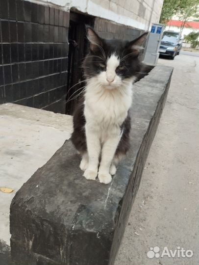 Кот добряк в добрые руки