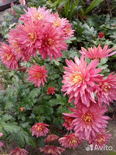 Дубки (хризантемы)