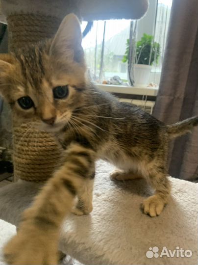 Бенгальские мраморные котята
