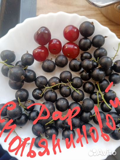 Смородина черная,белая, красная