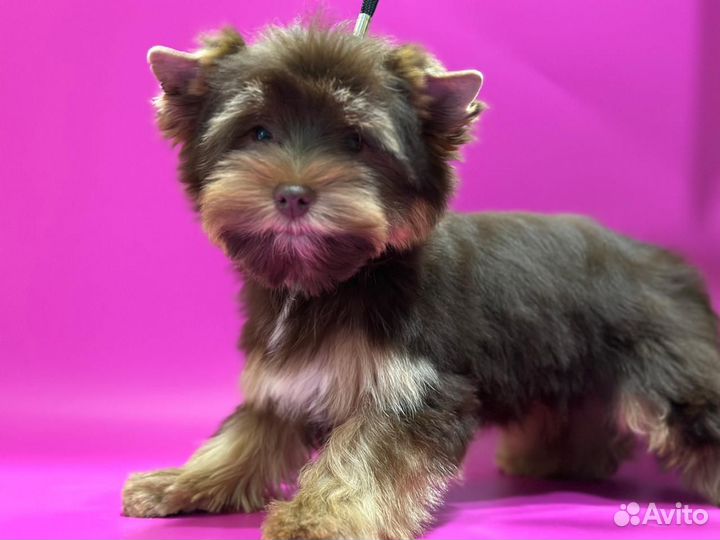 Йоркширский терьер