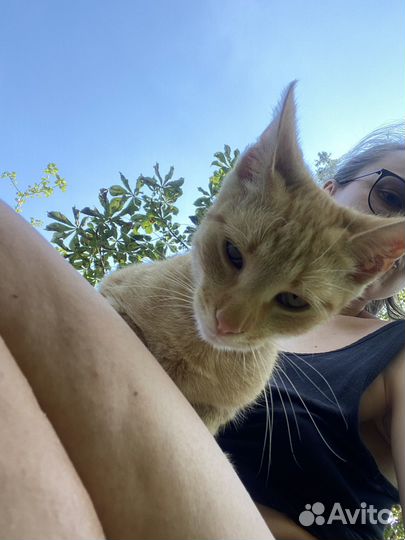 Рыжий кот в ответственные руки