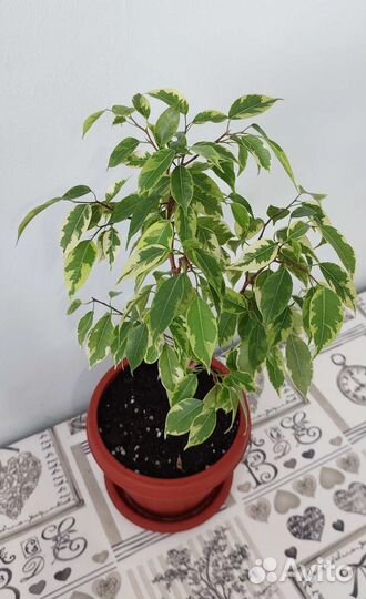 Фикусы Экзотика, Ретуза Грин, Кинки, Нина и другие