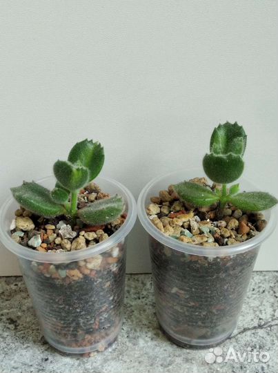 Суккуленты, комнатные цветы