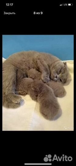 Шотландский кот вязка