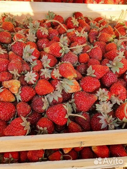 Клубника свежая ежевика малина виктория