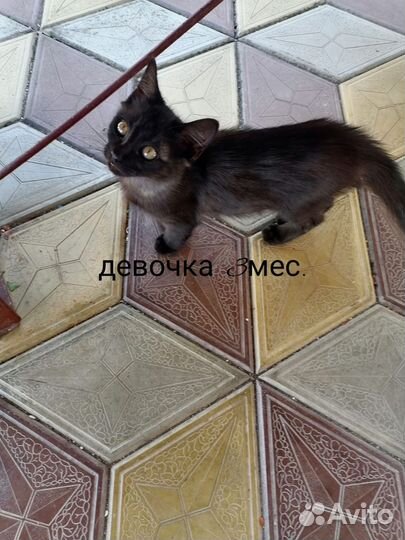 Кошка в дар бесплатно