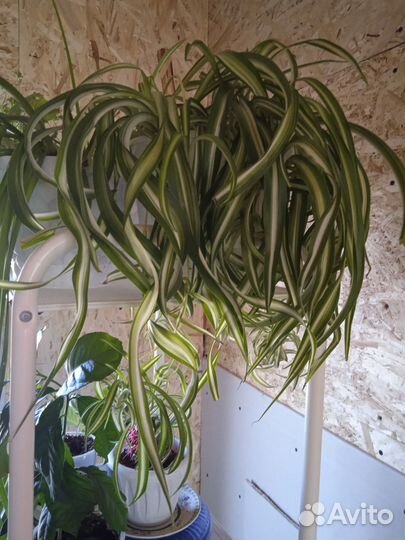 Спатифилум, герань королевская, Петуния, томаты