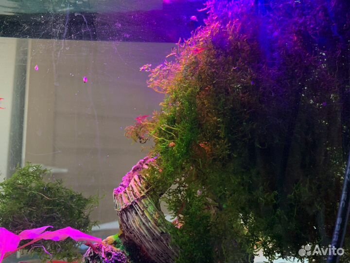 Яванский мох