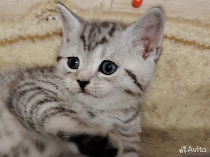 Британские котята