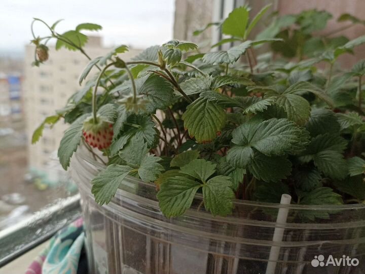 Земляника ремонтантная