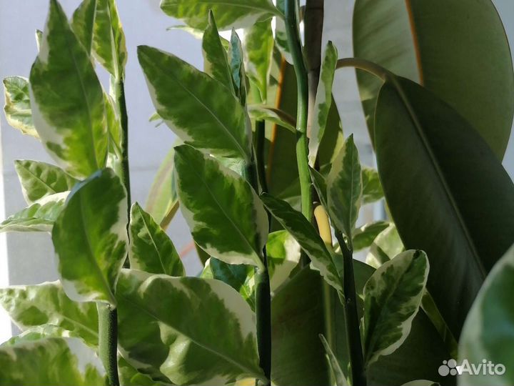 Отростки комнатных растений