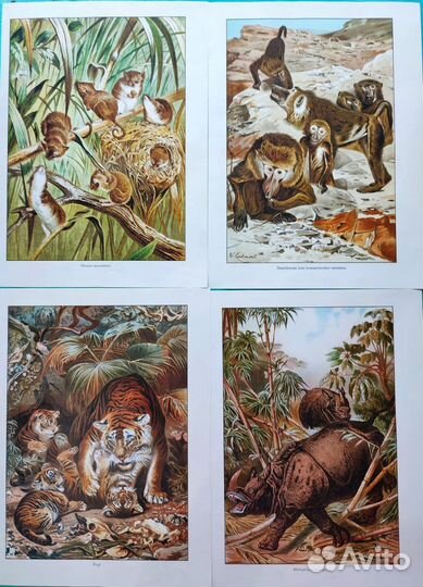 Ботанические иллюстрации цветы, животные, птицы