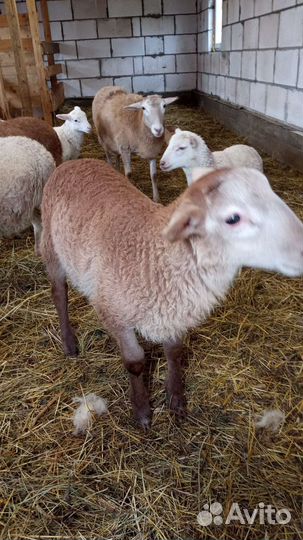 Овцы бараны катумские