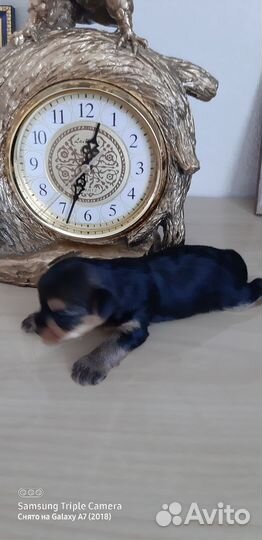 Йоркширский терьер