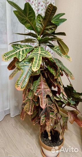 Комнатный цветок кротон