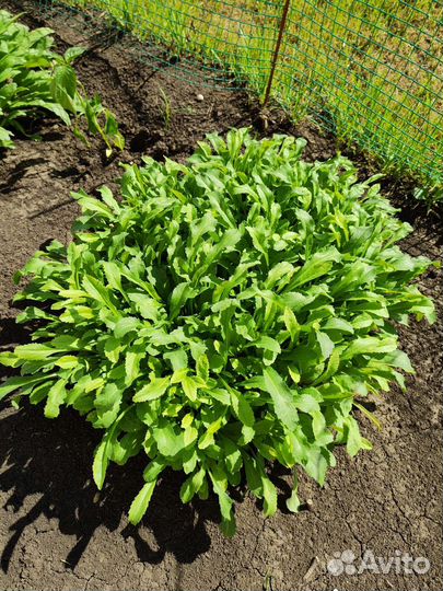 Ромашка садовая крупная высокая