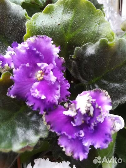 Фиалки цветущие