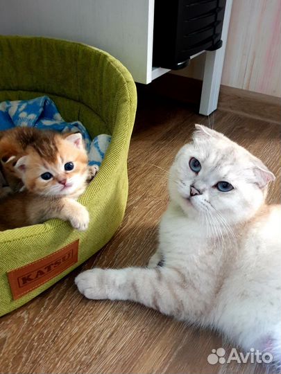 Корм для кошек Purina