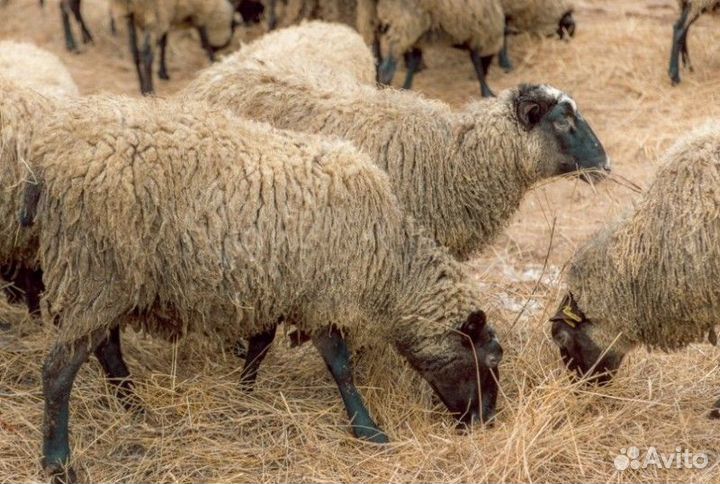 Овцы