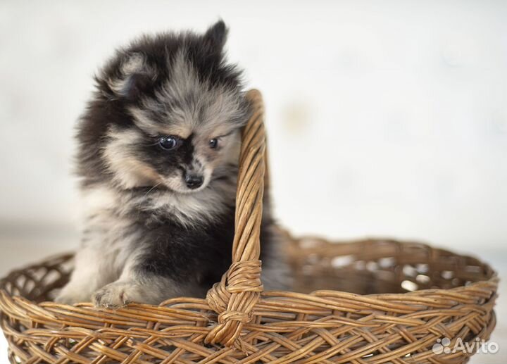 Померанский шпиц