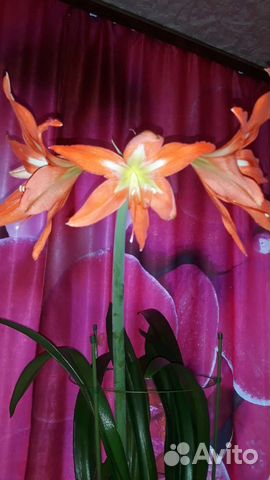 Гиппеаструм