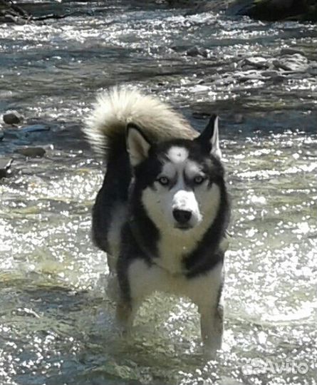 Вязка без оплаты