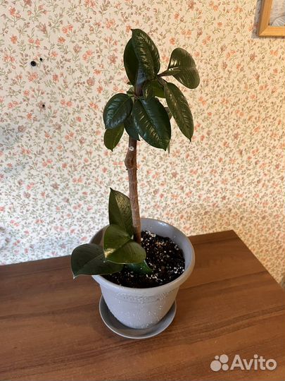 Фикус каучуконосный