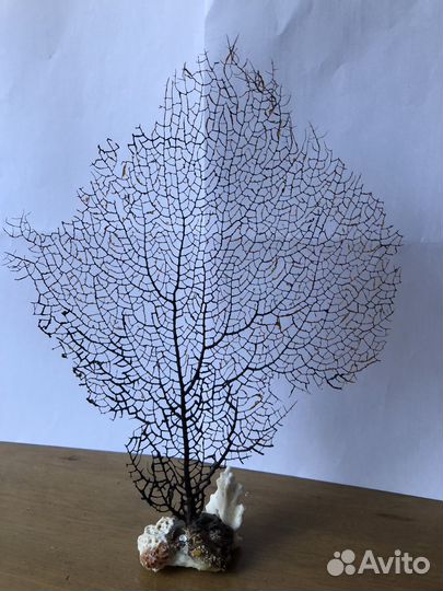 Сувенир морской