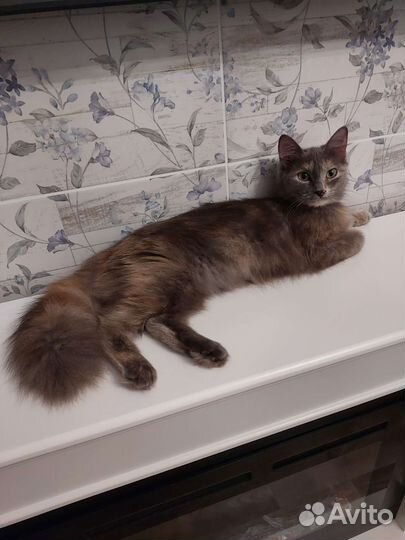 Кошечка Ася