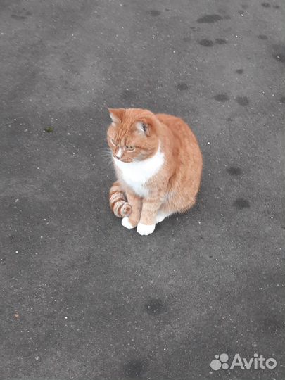 Рыжая красотка ищет дом