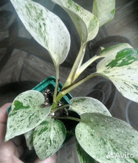 Эпипремнум хеппи лиф