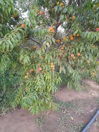 Участок 12 сот. (ИЖС)