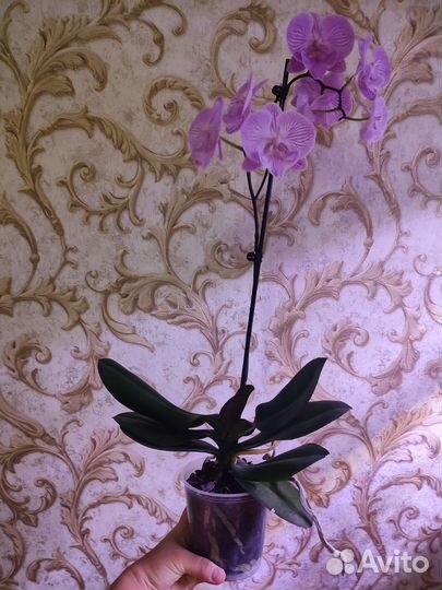 Орхидея