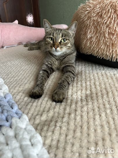 Кошка