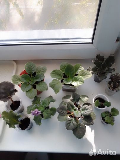 Фиалки крупноцветковые махровые сорта