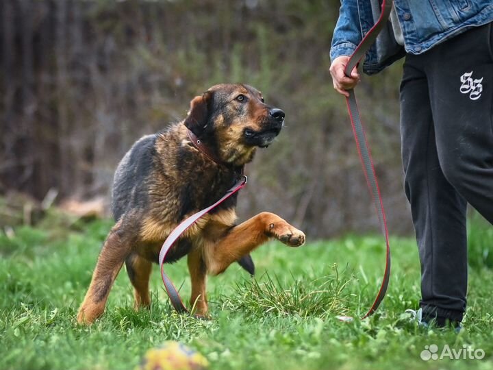 Преданный пёс в добрые руки