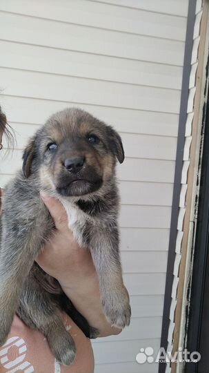 Немецкая овчарка